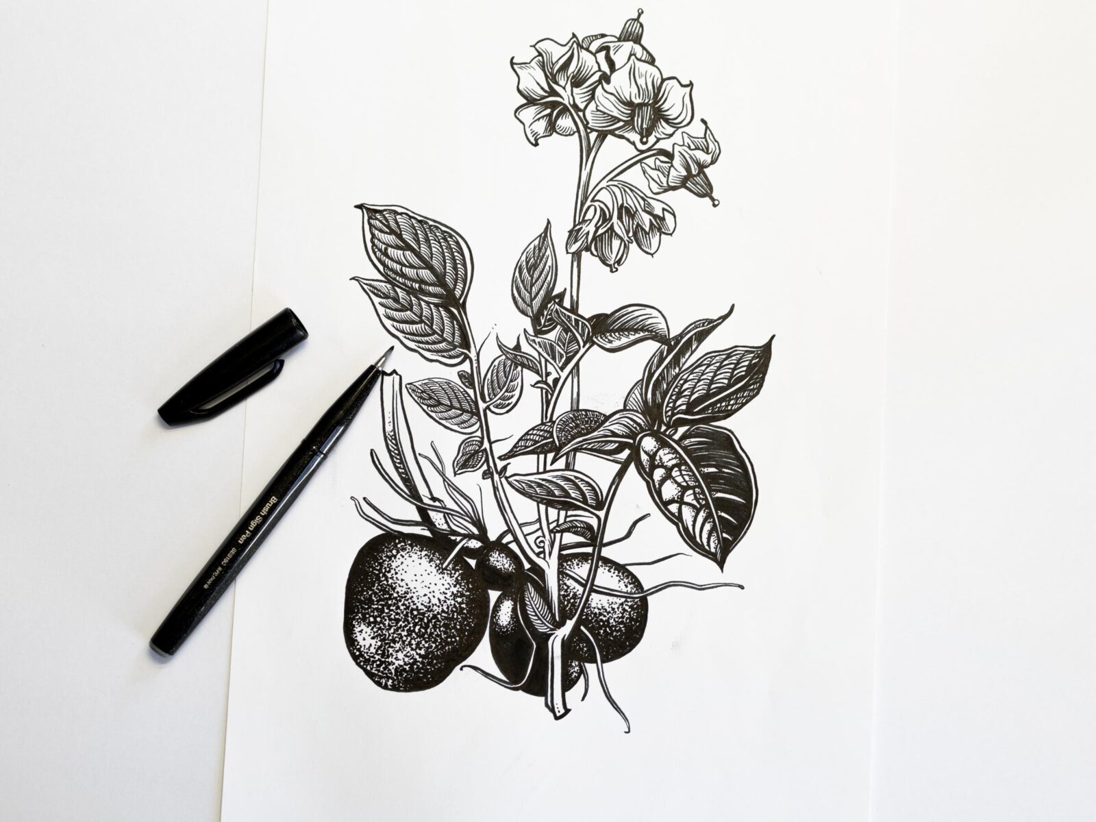 Terre d Or Zeichnung Max